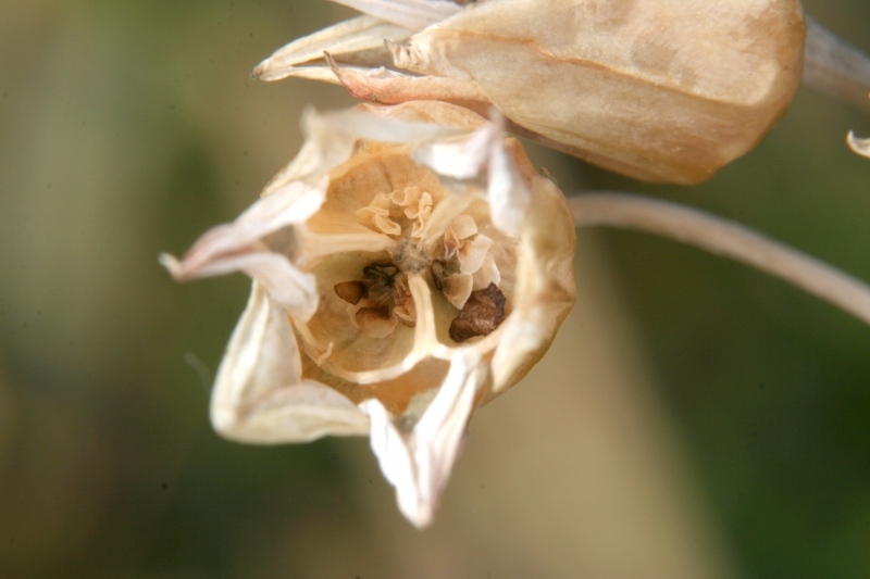 Kapselfrucht des Sizilianischer Honiglauch (<i>Allium siculum</i>)